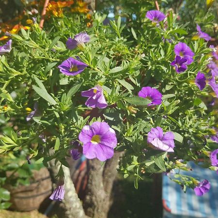 Casa Istria Villa บูเย ภายนอก รูปภาพ